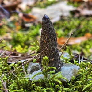 Kadzidło ziołowe Ochrona