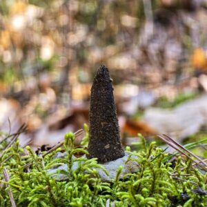 Kadzidło ziołowe Miłość i Pomyślność