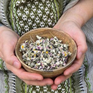 Herbatka z polnych stokrotek