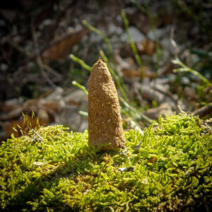 Stożek bylica pospolita oczyszczanie