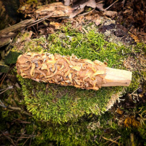 Palo Santo z kwiatami pomarańczy